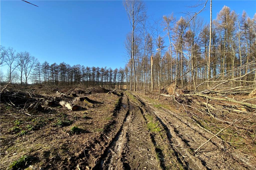 Sturmschäden in Haltern: Wald wird Jahrzehnte zum Heilen brauchen (mit Video) Der Sturm Zeynep hat in den Wäldern in Haltern schwere Schäden angerichtet.