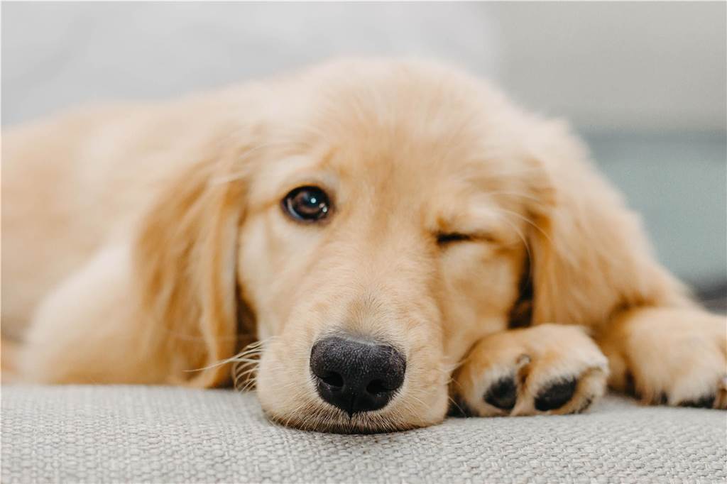 Labrador, Dackel und Co. – die beliebtesten Hunderassen in Schwerte Golden Retriever