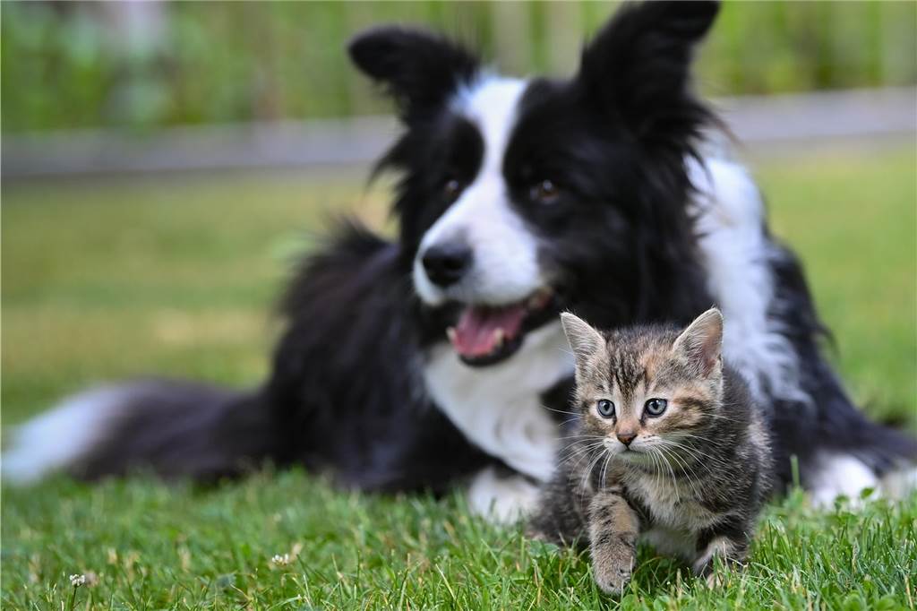Eine Hündin der Rasse Border Collie liegt auf einer Wiese in einem Garten mit einem wenige Wochen alten Kätzchen.