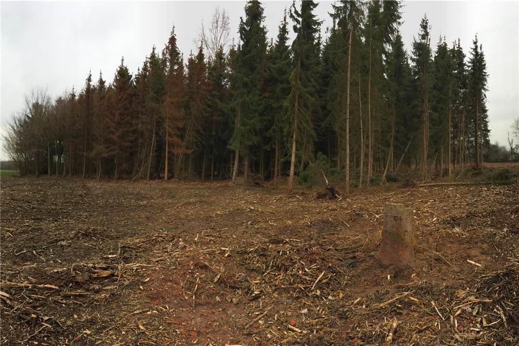 Sturm Friederike vor einem Jahr: Geschwächter Wald muss sich für schwere Zeiten wappnen Auf der Stadtgrenze zu Selm ist von einer Waldschonung nicht mehr viel übrig geblieben nach dem extremen Jahr 2018. Weitere Fichten müssen hier noch weichen.