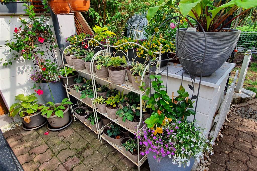 Über 500 Pflanzen: Katrin Walter (52) ist die Königin der Schattengewächse Auf der Terrasse haben die kleineren Hostas „Mouse ears“ (deutsch: Mausohren) ihren Platz gefunden.