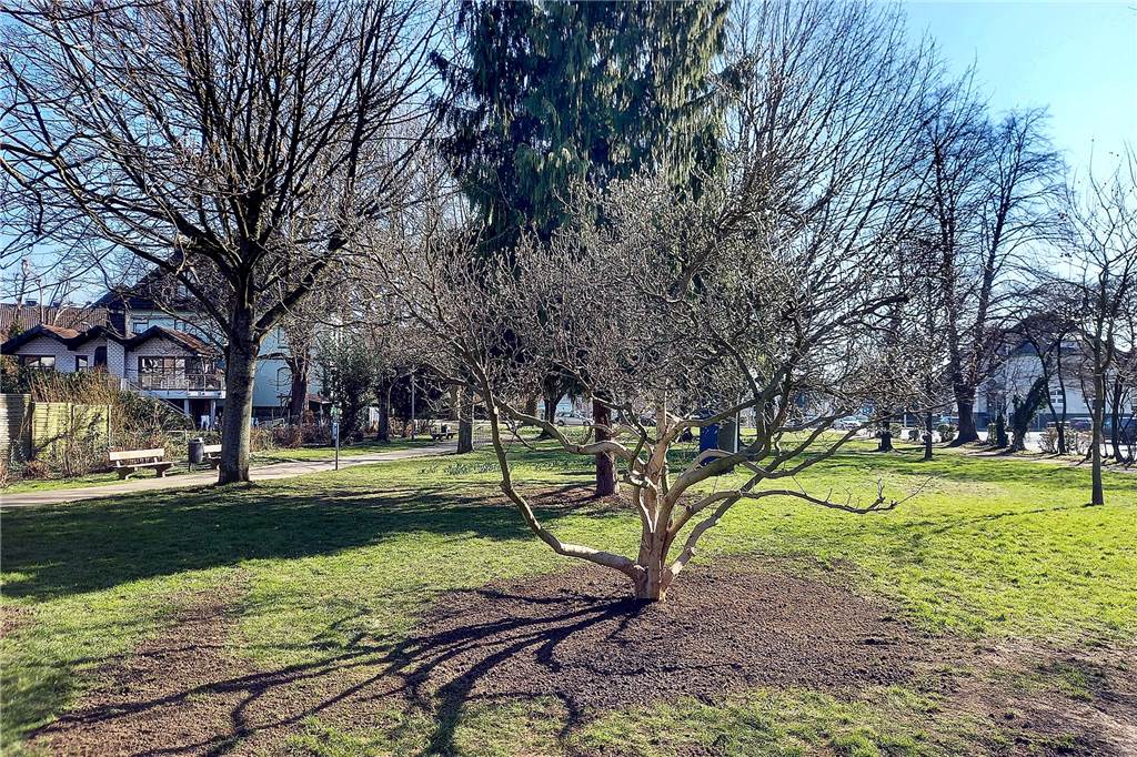 Auf die Grünfläche an der Ecke Béthunestraße/Wittekindstraße umgesetzt wurde die Magnolie von der Ostenstraße.