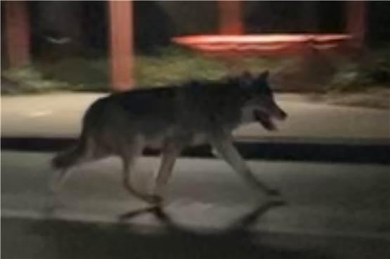 Ein Wolf in Dortmund? Video könnte erstmals seit Jahren ein Exemplar zeigen