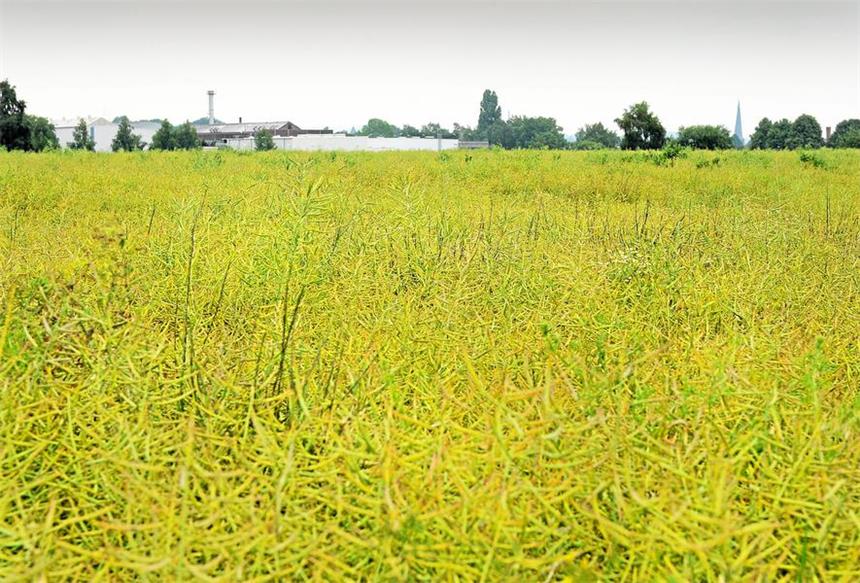 Neues Gewerbegebiet in Schwerte kann kommen Auf diesem Feld in Wandhofen soll ein Gewerbegebiet entstehen.