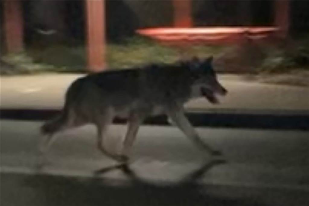 Ein Wolf in Dortmund? Schäfer Christof May ist sich „zu 99 Prozent“ sicher Auf diesem Foto aus Dortmund könnte ein Wolf zu sehen sein. Von Experten bestätigt ist das allerdings nicht.