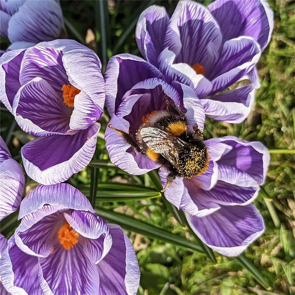 Eine Hummel sitzt auf einer Krokus-Blüte.
