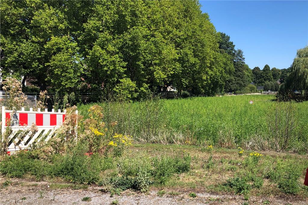 Gondelteich soll für viel Geld wieder komplett entschlammt werden Wilde Pflanzen wachsen dort, wo eigentlich Wasser den Gondelteich im Castroper Stadtgarten füllen sollte.
