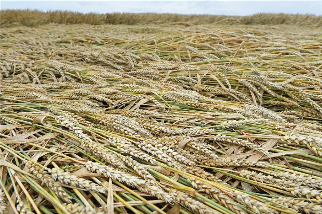 „Es verregnet uns die Felder“: Ludger Schürkmann bangt um seine Ernte Auf diesem Symbolfoto ist zu sehen, wie Regen und Wind auf einem Feld die Getreidehalme abgeknickt und auf den Boden gedrückt haben. Dann können die Früchte zwar noch geerntet werden, büßen aber Qualität ein.
