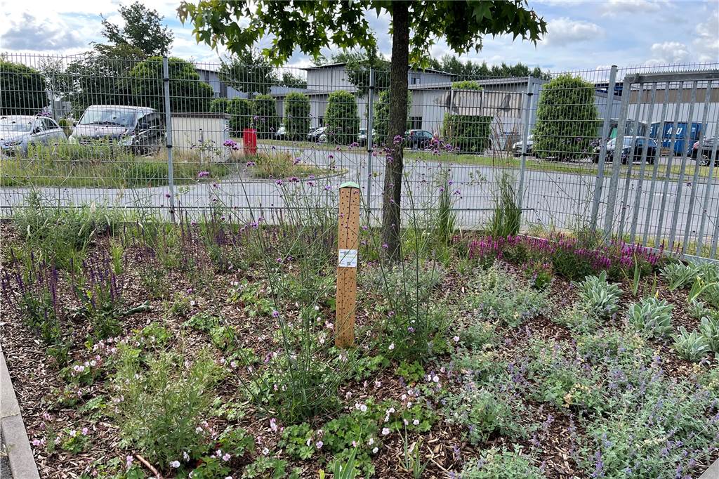 Fassadenbegrünung und Staudenbeete: Im Industriegebiet Gaxel tut sich etwas für die Natur Auf dieser Fläche finden Insekten ihren Platz. Auch der Zaun soll langsam zuwachsen.