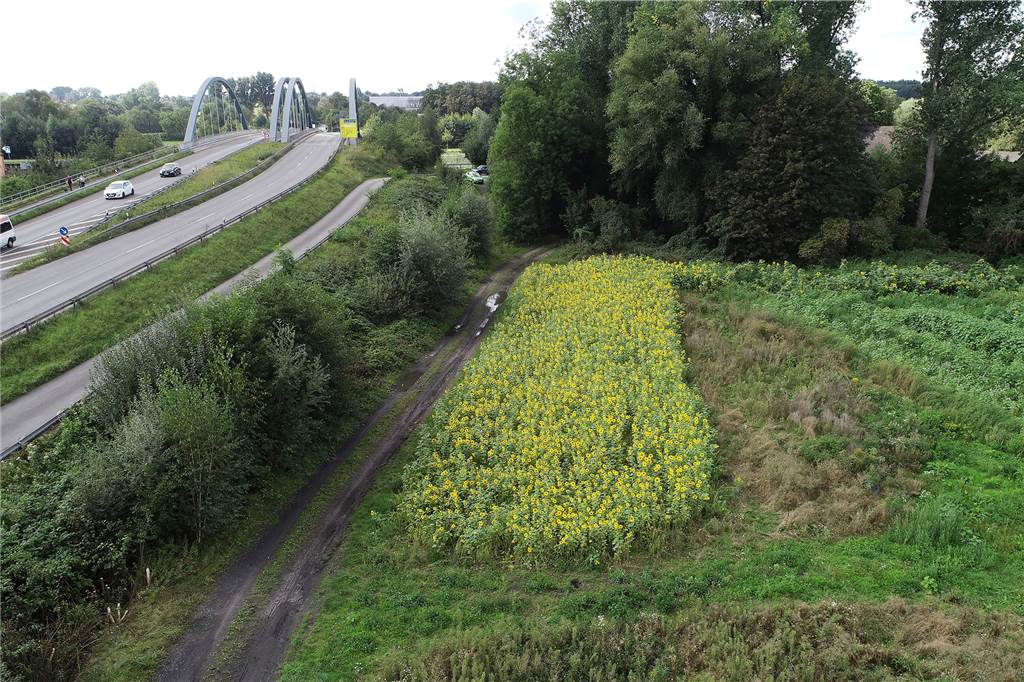 Initiative für Blühstreifen: Landwirt aus Lünen will Modell für alle Auf dieser Fläche kurz vor der Kanalbrücke blühen die Sonnenblumen gerade.