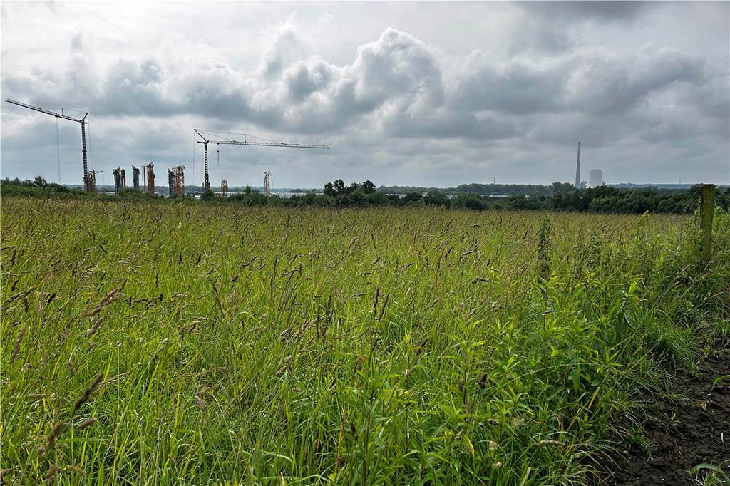 Zahl der Kiebitze sinkt dramatisch: Nur noch 18 Brutpaare in Werne Eine Wiese nahe dem Industriegebiet Wahrbrink in Werne