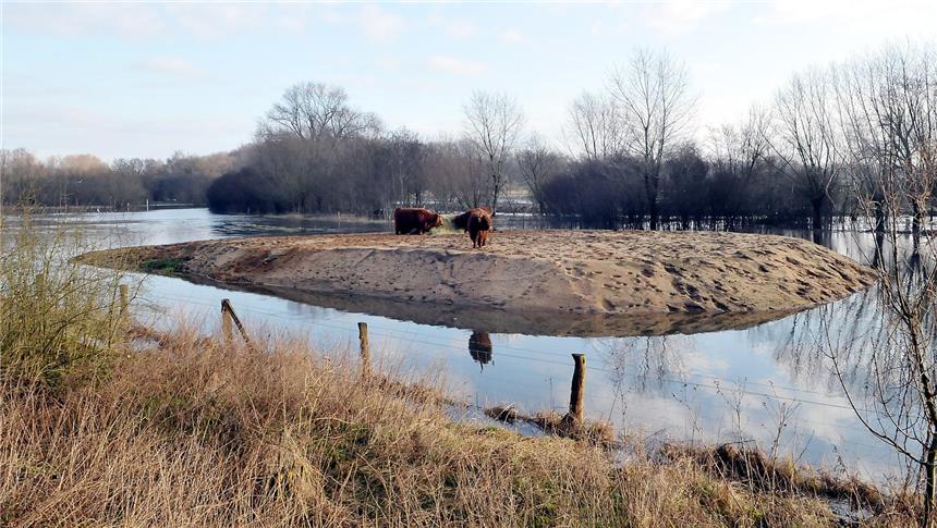 Rinder auf der Sanddüne - aber nicht in Gefahr Auf eine Insel retten mussten sich die Schottischen Hochlandrinder, die der Lippeverband zum Naturschutz der Auenlandschaft von Stever und Lippe unweit der Pappenbrückstraße ausgewildert hat.