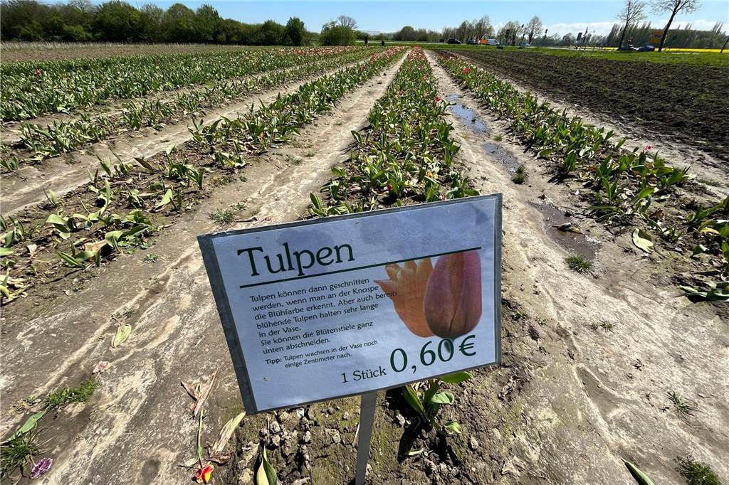 Tulpen zum Selbstschneiden auf Mengeder Feld gibt‘s noch bis Mitte Mai In Mengede befindet sich ein Tulpenfeld zum Selbstschneiden.
