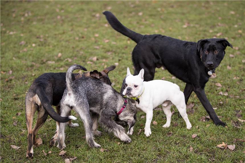 Hund beißt Dortmunderin ins Gesicht: Frau schwer verletzt, Halter flieht Auf einer Hundewiese in Dortmund (Symbolbild) wurde eine Frau von einem Hund attackiert und im Gesicht schwer verletzt.