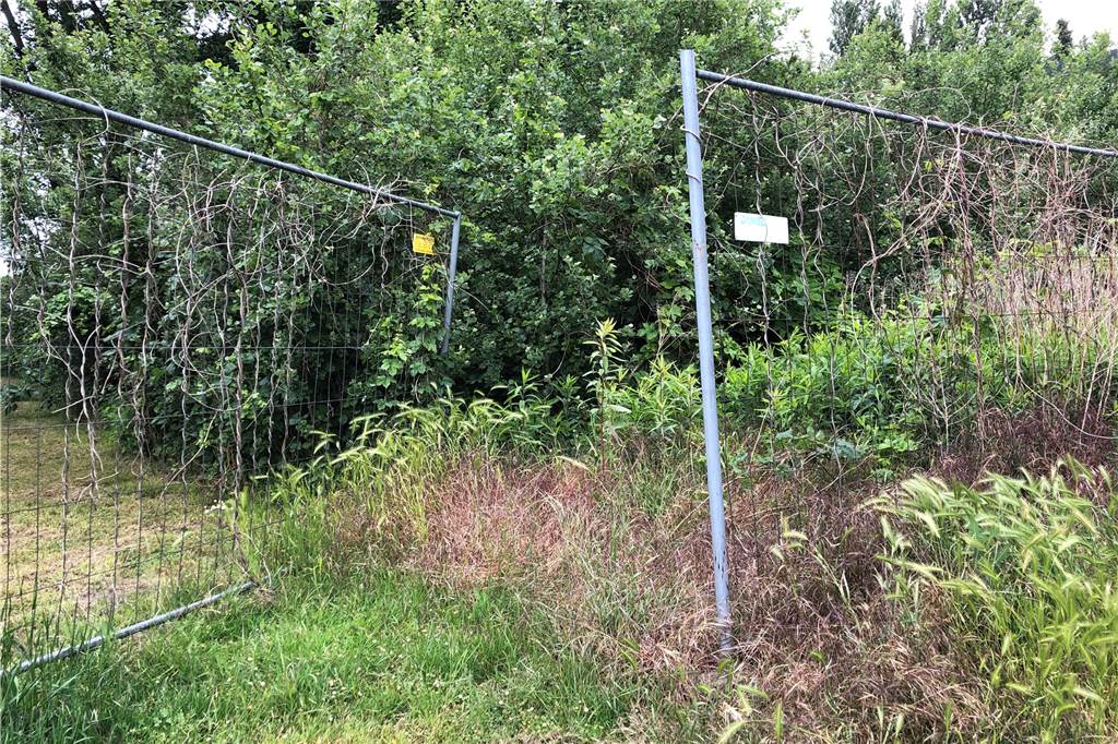 Auf ihrem Grundstück an der Lippestraße  will die WBG das Sechs-Familienhaus in Betondruckweise bauen. Das ist zurzeit wild bewachsen.