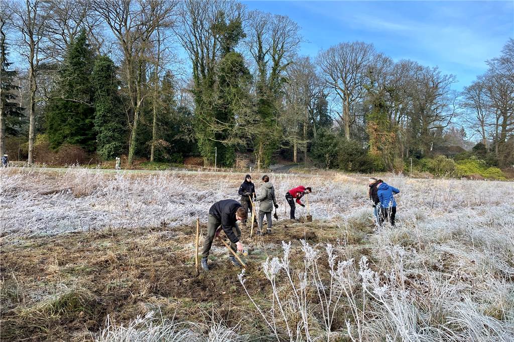 Aktion gegen invasive Pflanze: Mitglieder der TU im Rombergpark aktiv Auf matschigen Grund war das Ausstechen der Binse besonders harte Arbeit.