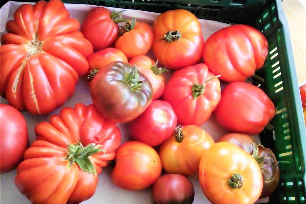Auf Gut Königsmühle gibt es wieder erntefrisches Bio-Gemüse Auf seine historischen Tomatensorten ist das Gärtnerei-Team besonders stolz.