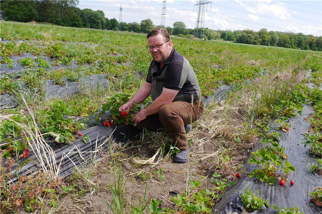 Erdbeer-Ernte auf dem Hof Vortmann - pur oder auf Kuchen ein Genuss Auf seinem Feld demonstriert Andreas Vortmann den Dammanbau samt Verwendung von Folie. Dadurch wird Unkraut weitgehend zurückgehalten.