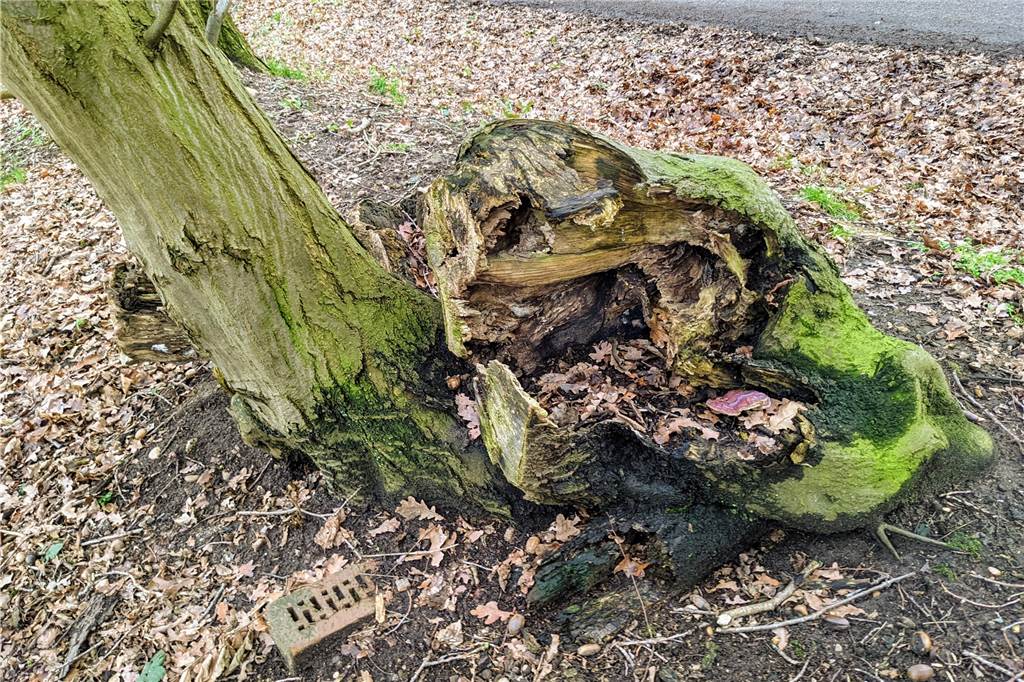 Das Geheimnis des unglaublichen „Gorilla-Baums“ von Dorsten Auf seiner Rückseite ist der "Gorilla" verfault und ausgehöhlt.
