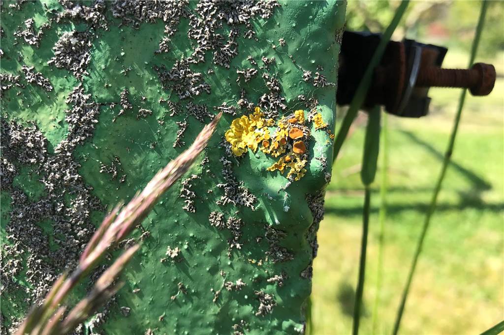 Gelb leuchtende Borken: Flechte ist ein Grund zum Freuen und Fürchten Auf verwitterten Mauern und Betonpfählen wie diesem waren Flechten schon eher anzutreffen. Dass sie jetzt auch Bäume wieder in größerer Zahl besiedeln Ist ein vergleichsweise neues Phänomen.