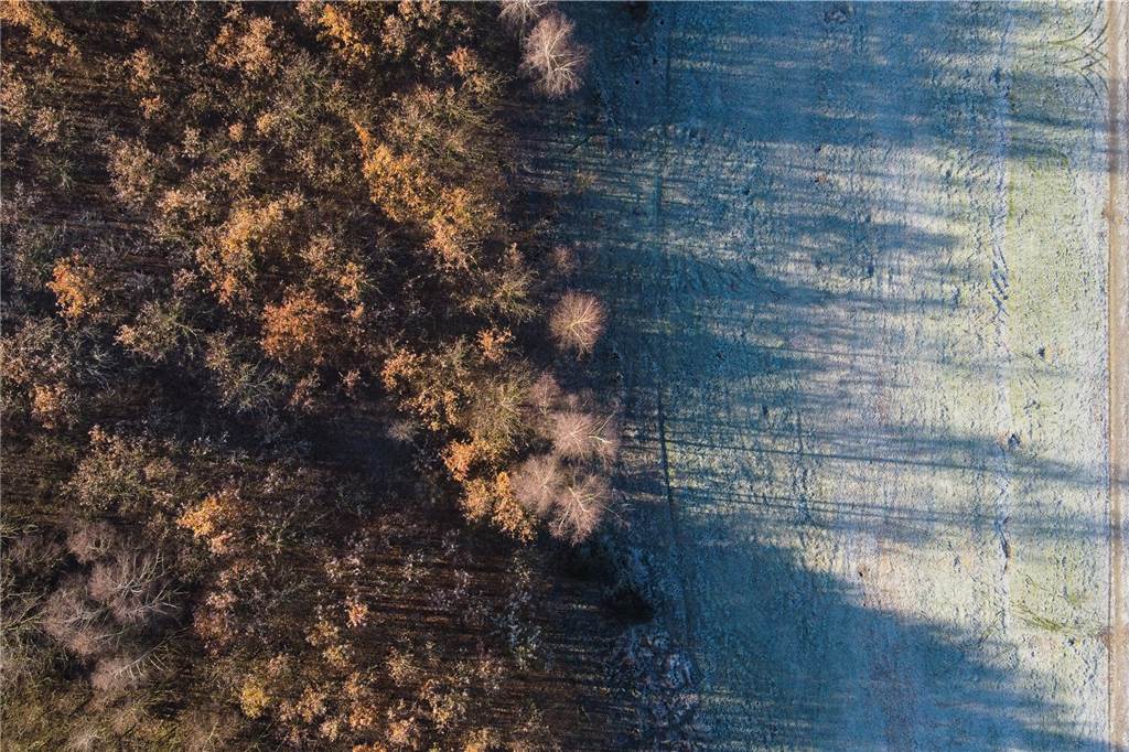 Drohnenaufnahme Wald und Gras