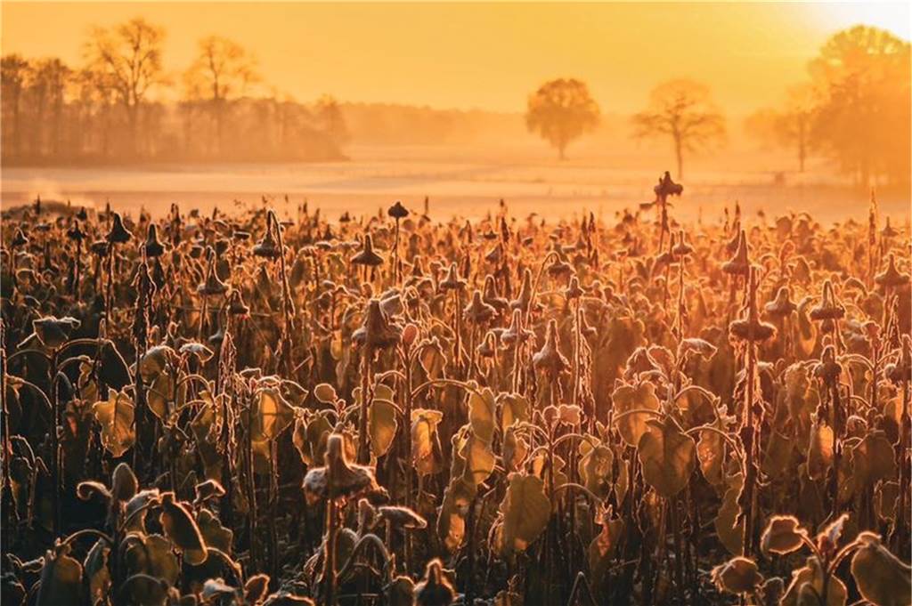 Eingefrorene Pflanzen im Sonnenlicht