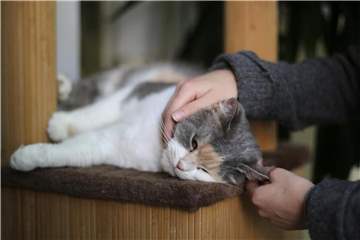 Aufregung und Veränderungen sind Dinge, mit denen alte und kranke Katzen nicht gut klar kommen. Foto: Ina Fassbender/dpa-tmn
