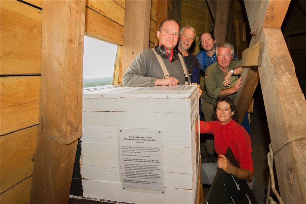 Wanderfalke im Kirchturm ist Vogelschützerin ein Dorn im Auge Aus dem Archiv: 2015 haben die Kirchengemeinde St. Sixtus und der Natur- und Vogelschutzverein Haltern und Umgebung im Kirchturm von St. Sixtus einen Wanderfalkennistkasten installiert.