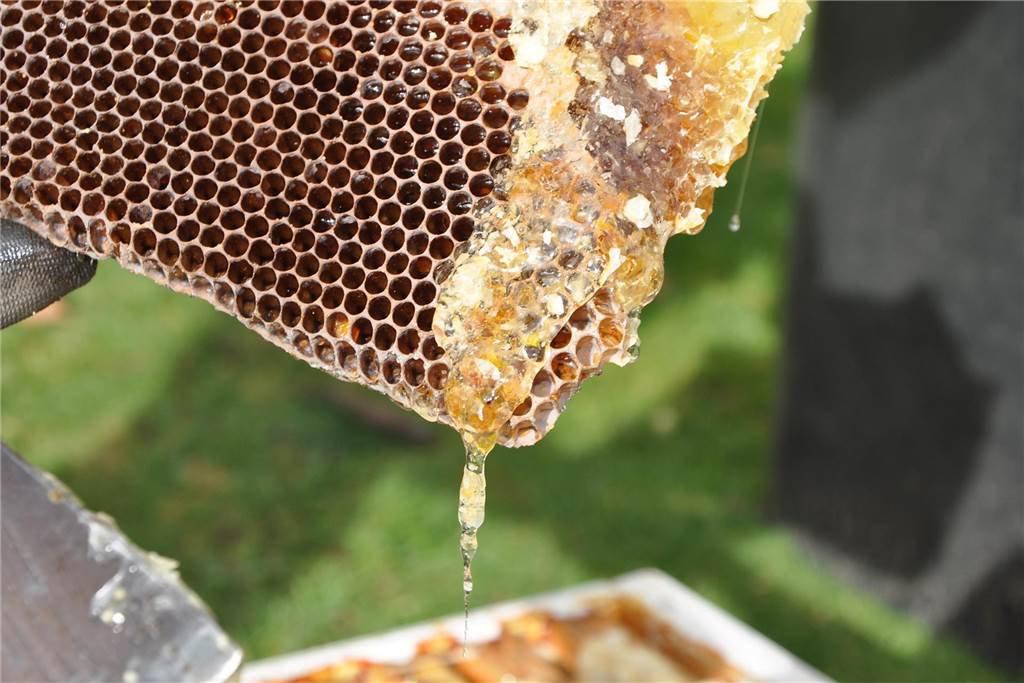50.000 Bienen sterben im Feuer: War ein Brandstifter am Werk? Aus dem brennenden Bienenstock lief Honig, der die Flammen erstickte, sodass sich das Feuer nicht auch noch auf die übrigen sechs Stöcke ausbreiten konnte.