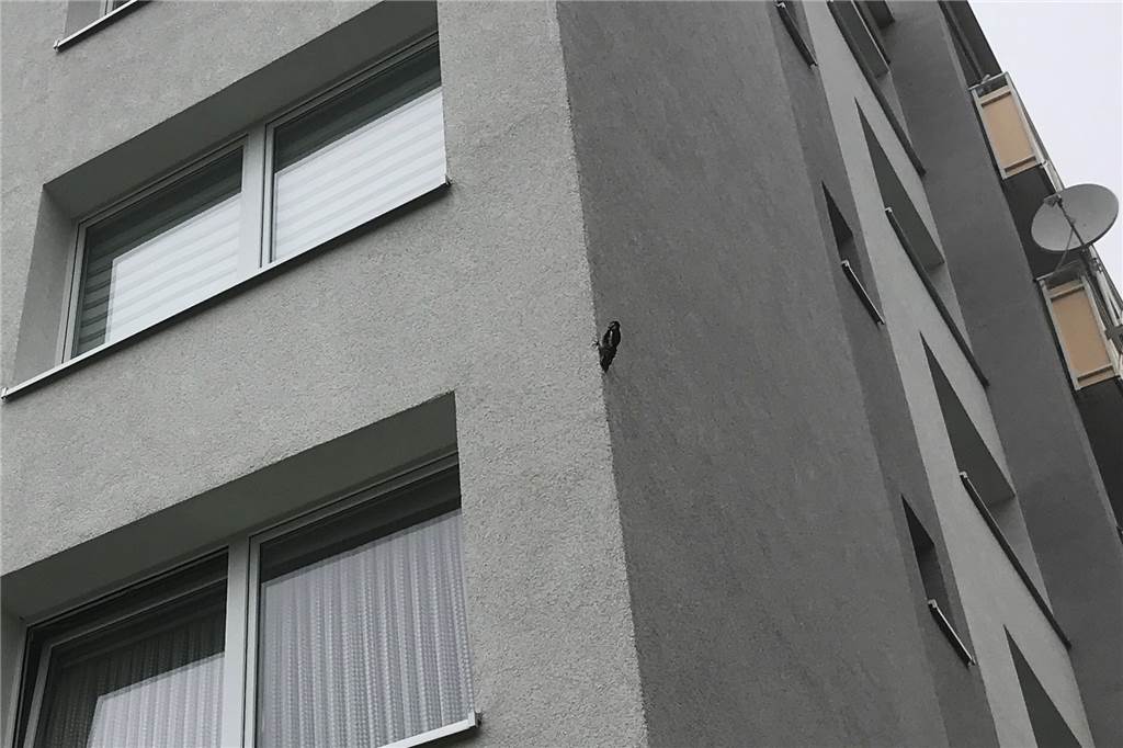 Aus der Ferne nicht ganz leicht zu erkennen: Ein Specht an einem Dortmunder Haus, in das Vögel schon mehrere Löcher gehackt haben.