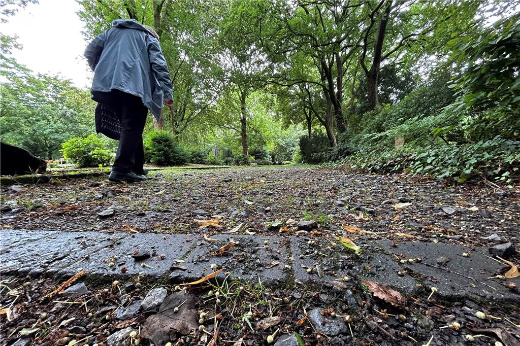 „Hunde pinkeln auf Gräber, manche Wege sind gefährlich“: Gerda Menge (73) kritisiert Zustände auf Südfriedhof Aus diesem Weg aus verdichtetem Steinsplitt haben sich zahlreiche Steine gelöst. Sie sind gefährliche Stolperfallen für ältere Besucher.