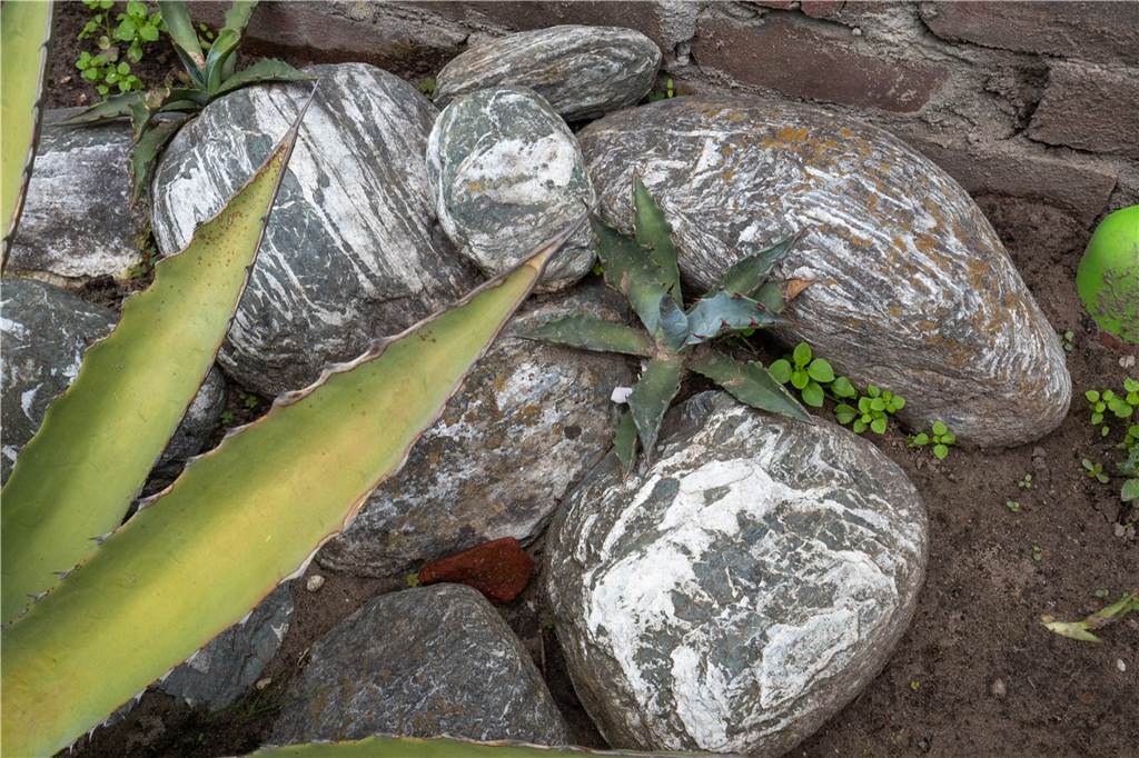 Sensation: Tropenpflanze blüht plötzlich in Ahauser Garten – trauriges Ende naht Aus einem so kleinen Pflänzchen hat sich die Agave über die vergangenen elf Jahre entwickelt. Dass sie überhaupt blüht, obwohl sie das ganze Jahr über draußen steht, ist schon etwas Besonderes.