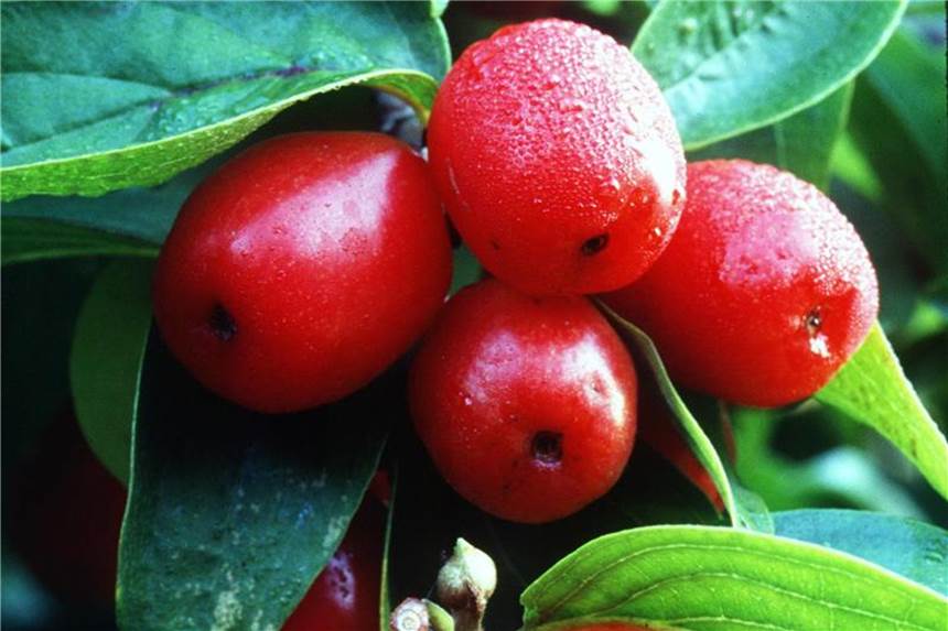 Kornelkirschen enthalten viel Vitamin C Aus Kornelkirschen lassen sich Marmelade, Gelee oder Likör herstellen. Die Früchte sind darüber hinaus auch sehr gesund. Foto: Marion Nickig