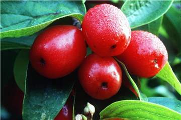 Aus Kornelkirschen lassen sich Marmelade, Gelee oder Likör herstellen. Die Früchte sind darüber hinaus auch sehr gesund. Foto: Marion Nickig