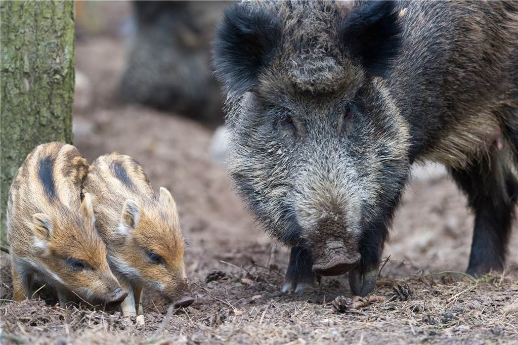 In der Haard wird mit Sondergenehmigung Jagd auf Wildschweine gemacht Aus Sorge vor der Afrikanischen Schweinepest soll die Wildschwein-Population dezimiert werden.