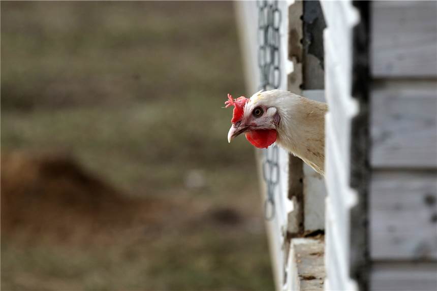 Vogelgrippe-Ausbruch in Dortmund: Stadt verbietet Eier-Transport Ausgang gestrichen: Fast überall in Dortmund müssen gehaltene Vögel wie beispielsweise Hühner in ihren Ställen bleiben.