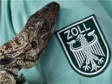 Ausgestopfte artgeschützte Teju-Echse: Verstoßen Touristen gegen Zollvorschriften, wird aus der vermeintlich schönen Urlaubserinnerung schnell ein teurer Denkzettel. Foto: Boris Roessler