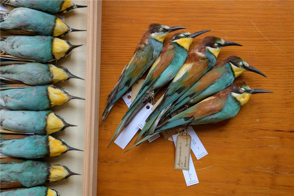 Bunte und schräge Vögel: Klaus Nigge gibt Einblick in verborgene Orte Ausgestopfte Bienenfresser im Berliner Museum für Naturkunde.