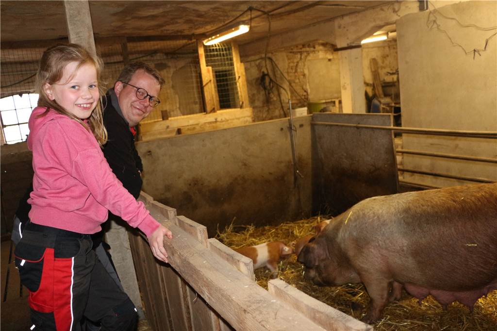 Dank Günther Jauch: Husumer Schweine bringen Leben zurück in Wiggerings Stall Ausgewachsen können die Schweine einige hundert Kilogramm auf die Waage bringen.