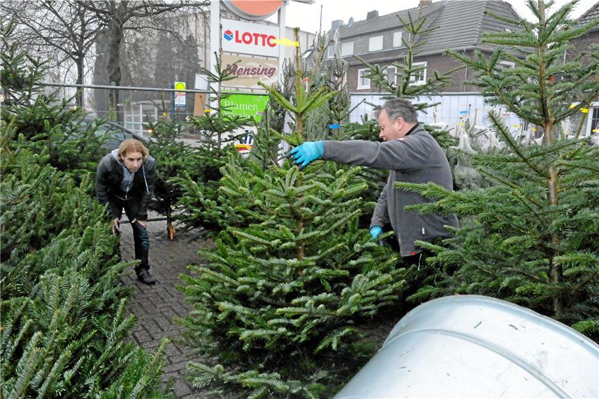 Aussuchen, anschauen und für einen Weihnachtsbaum entscheiden: Ludger Linn und ein Kunde 