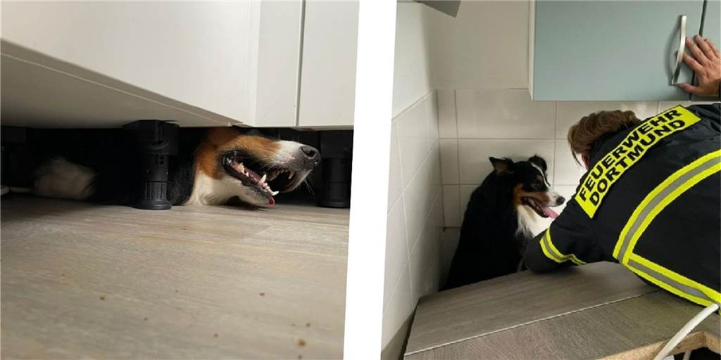 Hund eingeklemmt, Alarm am Weihnachtsbaum: die skurrilsten Einsätze der Feuerwehr Australian Shepherd Paul war unter einer Küchenzeile eingeklemmt. Die Feuerwehr musste die ganze Küchenzeile auseinandernehmen und hat sie anschließend wieder zusammengebaut.