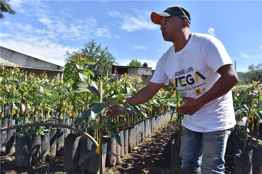 Unbequeme Wahrheit: Wie Deutschlands vermeintlich nachhaltiger Lebensstil die Erde zerstört Avocadoanbau in Mexico: Die Frucht der Superreichen.