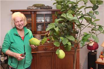 Bärbel Felders Zitronenbaum trägt überdimensionale Früchte.