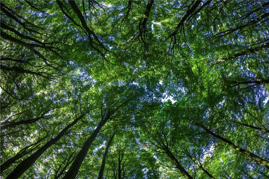 Wald als Geldanlage: Nachhaltig oder riskant? Bäume bringen Rendite - das zumindest versprechen manche Anbieter. Tatsächlich eignet sich Wald nur bedingt als Geldanlage. Foto: Jens Büttner