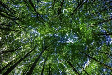 Bäume bringen Rendite - das zumindest versprechen manche Anbieter. Tatsächlich eignet sich Wald nur bedingt als Geldanlage. Foto: Jens Büttner