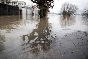 Bäume im Hochwasser des Rheins in Köln. Foto: Federico Gambarini