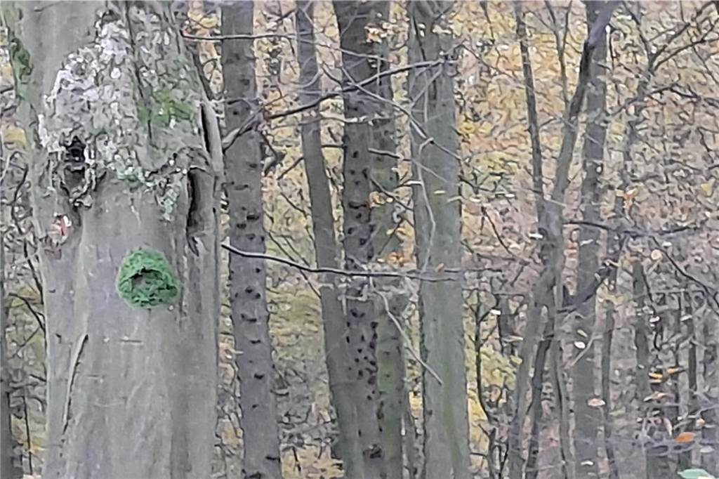 Bäume schminken sich nach ihrem eigenen Geschmack. Diese Buche mit auffallend großen Augen mag es, ihre vollen Lippen zu akzentuieren - mit grünem Moos-Lippenstift: ein echtes Individuum im Nordkirchener Buchenwald unweit des Schlosses. Ihre glatte graue Haut und die der anderen Buchen ist etwas ganz Besonderes unter den Bäumen. Während bei anderen Baumarten die äußere Schicht, die sogenannte Epidermis, irgendwann nicht mehr weiter wächst. aufreißt und die Borke bildet, bleibt sie bei Buchen imm
