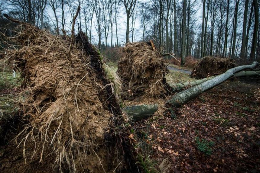 „Friederike“: Schlimmste Schäden im Forst seit „Kyrill“ Bäume sind in Folge des Sturms mit ihrem Wurzelwerk aus dem Boden gerissen worden. Foto: B. Thissen