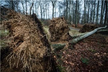 Bäume sind in Folge des Sturms mit ihrem Wurzelwerk aus dem Boden gerissen worden. Foto: B. Thissen