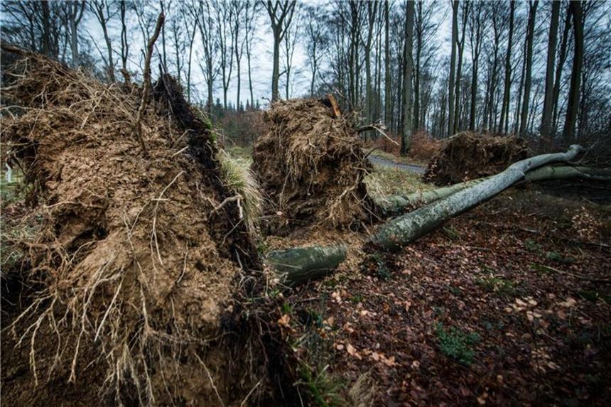 Nach Sturmschäden durch „Friederike“: Wälder wieder begehbar Bäume sind mit ihrem gesamten Wurzelwerk aus dem Boden gerissen worden. Foto: Bernd Thissen/Archiv